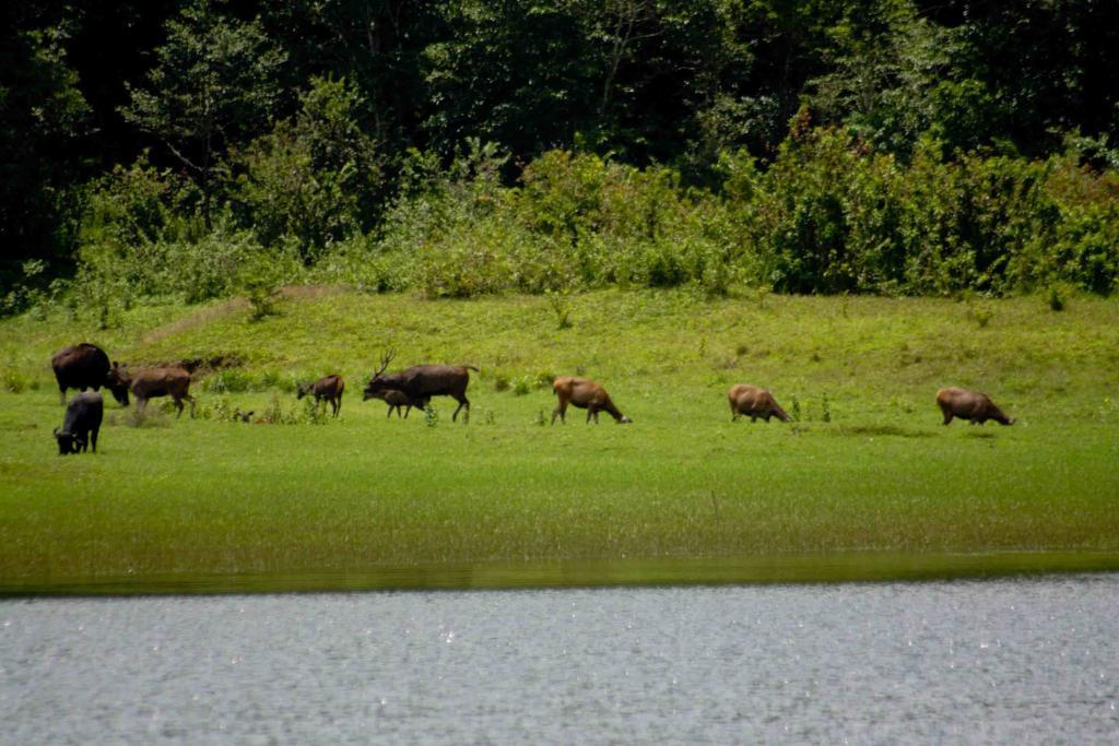 Dean Dale Cottages Thekkady Esterno foto