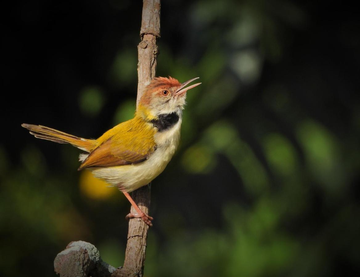 Dean Dale Cottages Thekkady Esterno foto